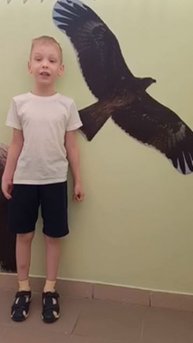 черный коршун