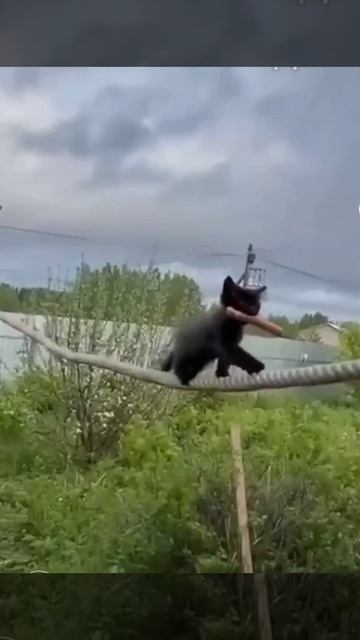 Канатоходец