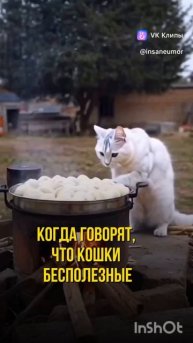о пользе кошек 😂