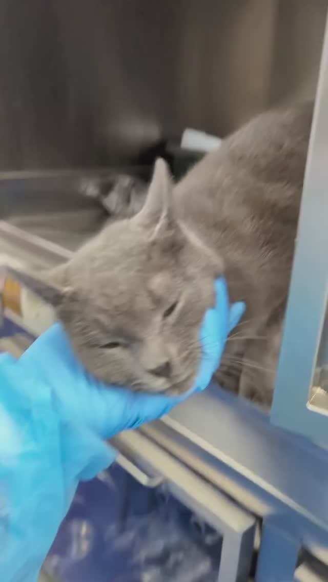 Котик Тео ищет дом 😻