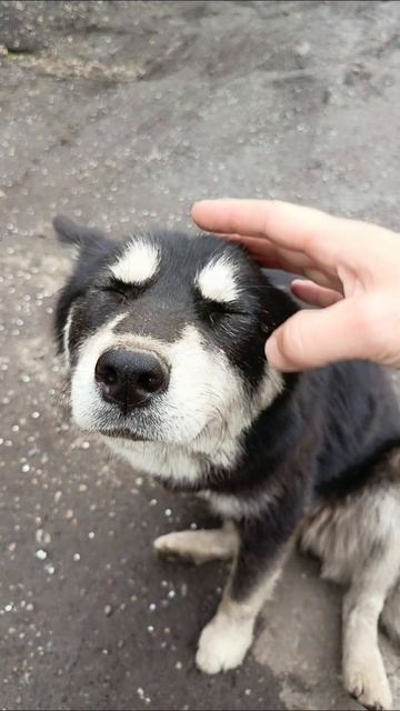 хася