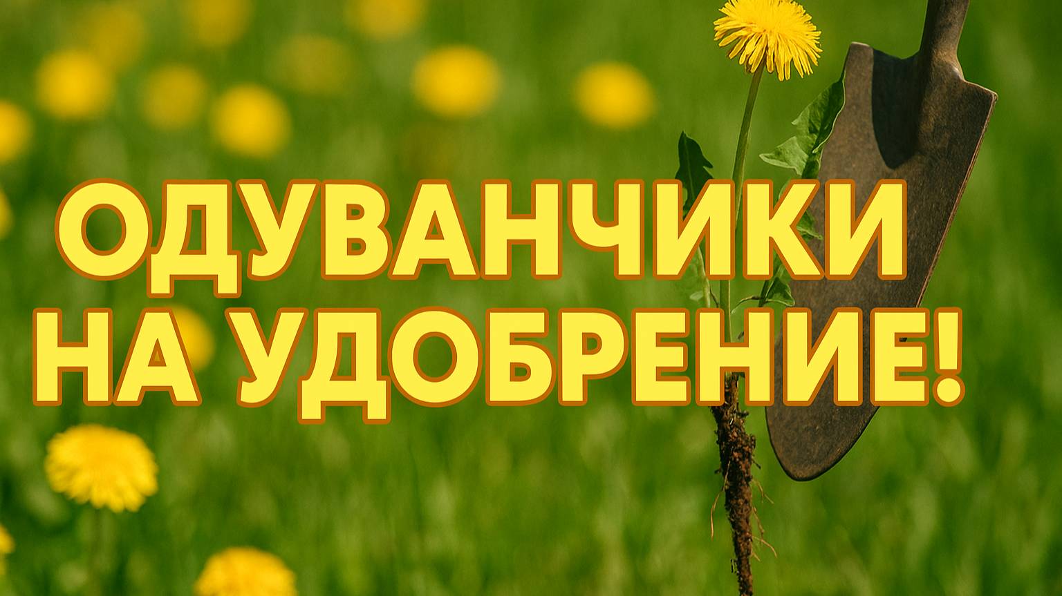 Как убрать одуванчики и превратить корни в удобрение?