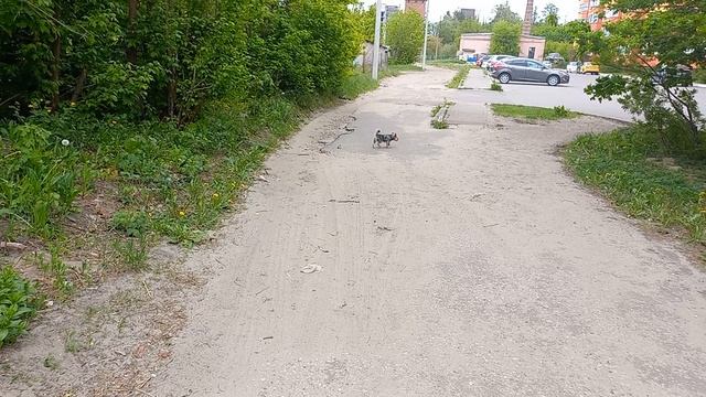 Прошла любовь, завяли помидоры 😀