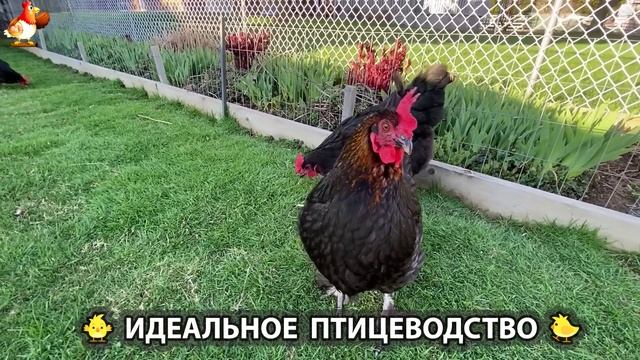 Идеальное птицеводство достойно восхищения 🐓🦆🦢🦚🦃🐔 эпизод (207)