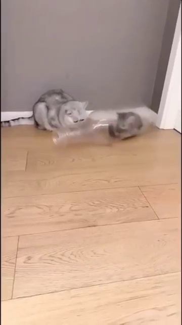 Kitten in bottle ... #cat #kittycomedy #funny #kitty #comedy #cutecomedy #shaababies