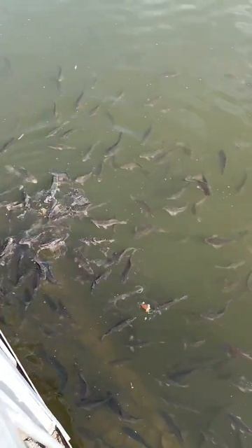 городской пруд