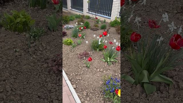 15-05-2025 Вернулась на дачу 2.