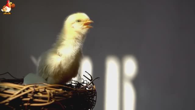 Любовь птицевода к Курочкам 🐥🐔🥚 Нежное видео 🐓 Версия (54)