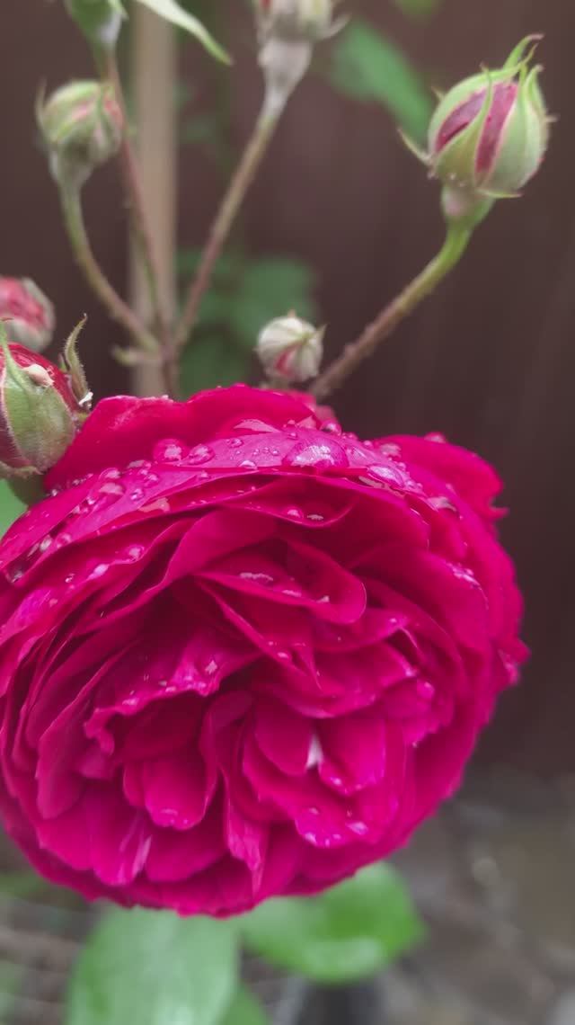 Расцвела у меня Роза.  🌹 Легенда о Розе 
в описании под видео.