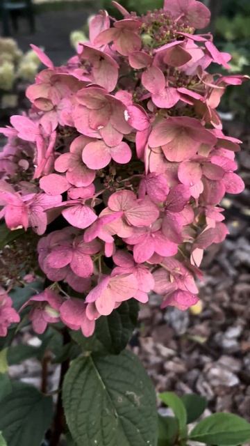 Волотиста гортензія Вімс ред #гортензія #квіти #flowers #gar