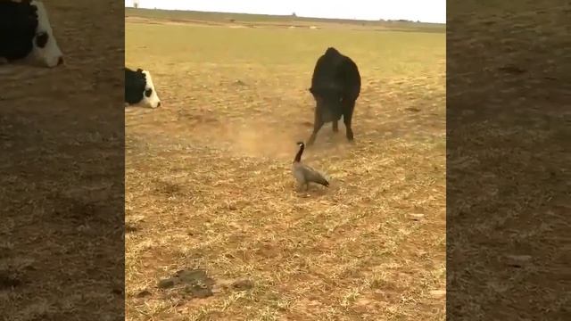 Бесстрашный гусь часть 2 😆