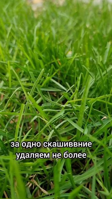 👌Как создать отличный газон?