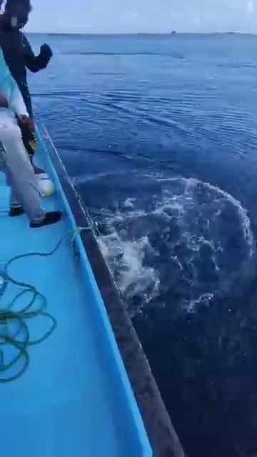 #fishing #sailfish #monster #maldives #trending #trendingshorts #fun