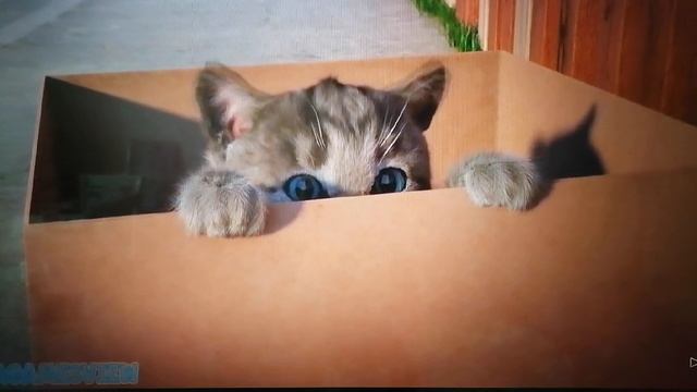 Котёнок игра 1 часть