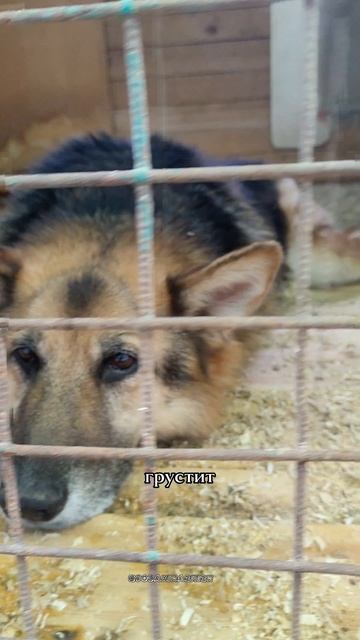 Лапки сложу, тихо полежу