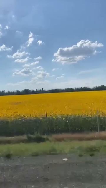 Подсолнухи 🌻 🌻🌻🌻🌻