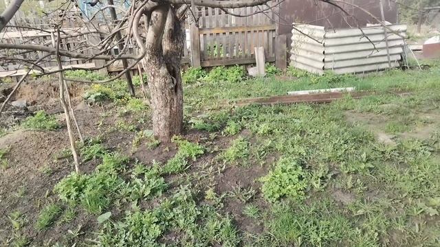 Замазала яблоню. Сходили на кладбище.