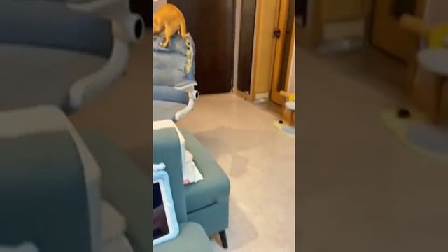 Подборка кошачьих царапок 😃