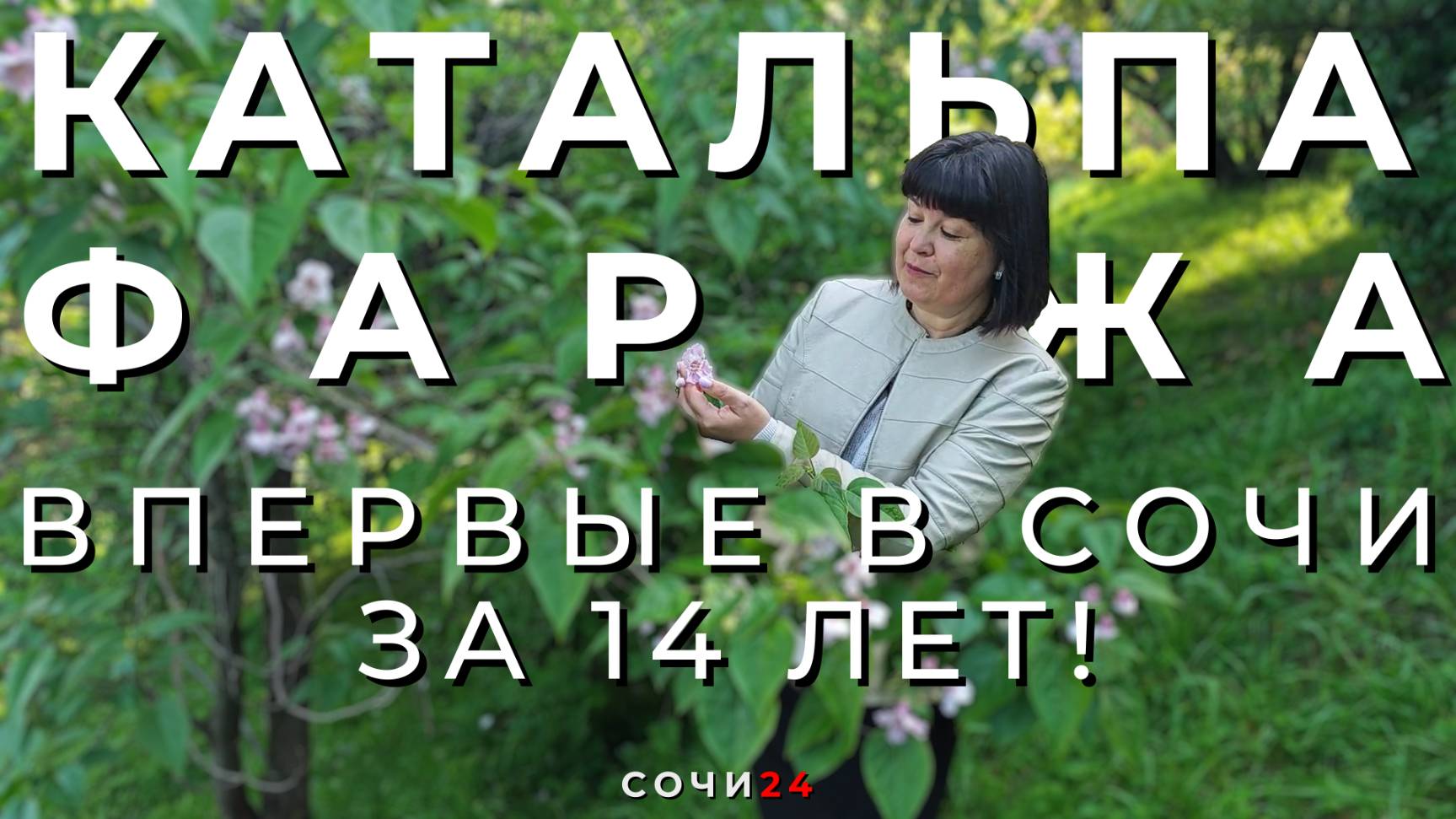 ЕЕ РОДИНА — КИТАЙ: В СОЧИ РАСЦВЕЛА ЭКЗОТИЧЕСКАЯ КАТАЛЬПА ФАРЖА