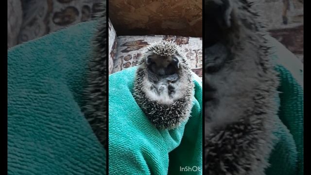 Антонина 🍬 
К нам пришёл малыш и мы его напоили молоком.