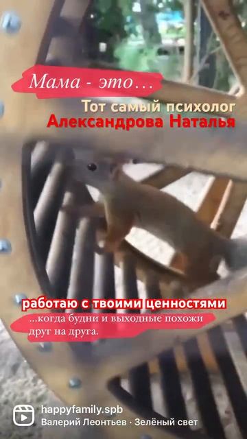 День сурка, #семейныйпсихолог #семейныйпсихологспб