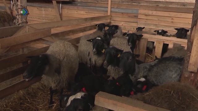 В Усть-Цилемском районе развивается мясное скотоводство