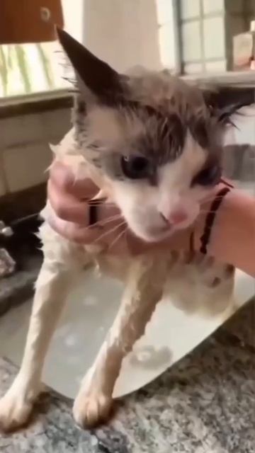 Мешок с картошкой #20