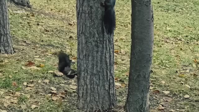 Белочки.mp4