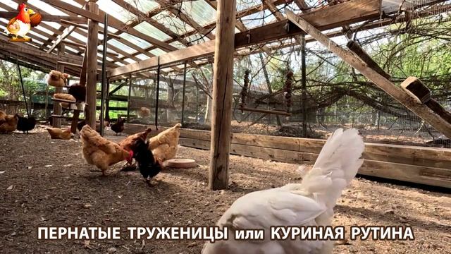 Куры несушки свободного выгула и их обычная куриная рутина – эпизод (303)