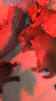 Перепутал с местом кормления😂 ( видео про щенков )