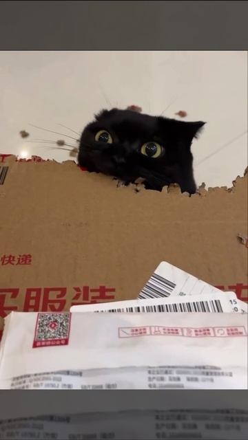 Кото распаковка