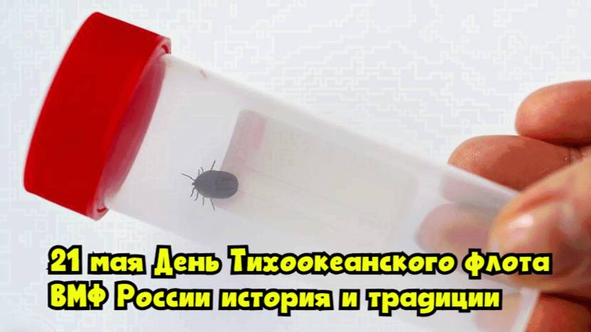 21 мая — День Тихоокеанского флота ВМФ России: история и традиции