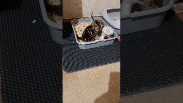 этот удивительный мир 🐾🐾💕.mp4