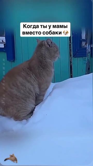 Кот вместо собаки