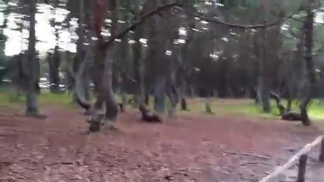 Танцующий лес
