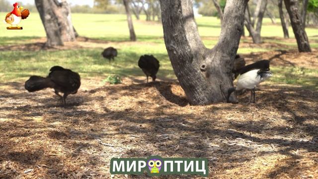 Мир птиц – красота и грация пернатых созданий Природы 🦩🦚🦜 Выпуск (123) 🦉🐦🐤