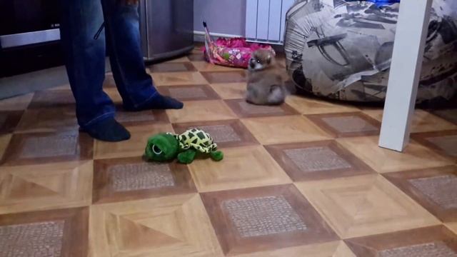 Шпиц девочка