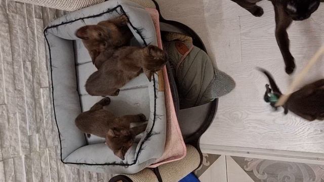 Актировка котят питомника Бэст Кэтс от 17.03.2025