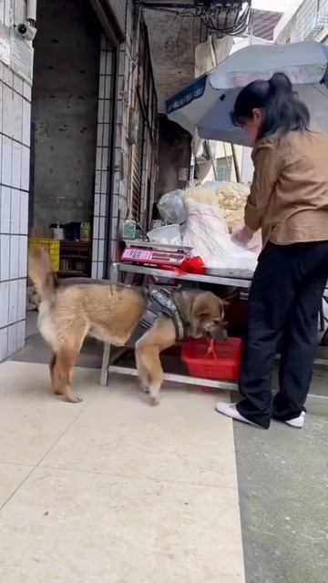 Замечательный помощник 🐶 ❤️ 🤩