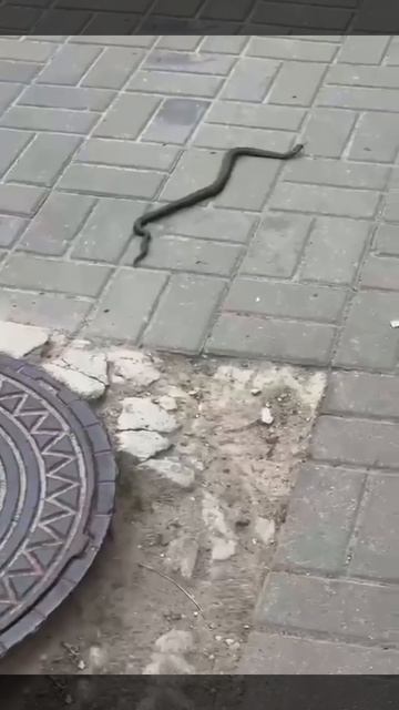 Гадюка спокойно ползает в городе