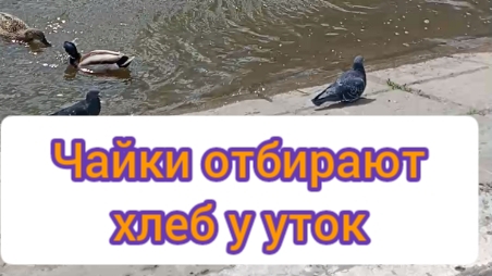 Чайки отбирают хлеб у уток.