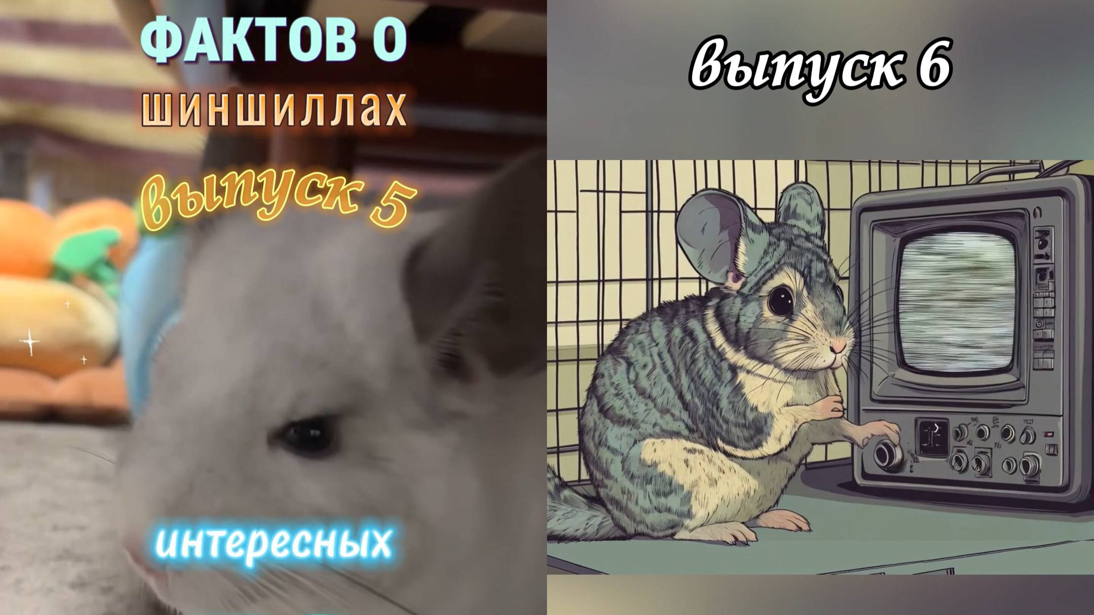 50 интересных фактов о шиншиллах - выпуски 5 и 6
