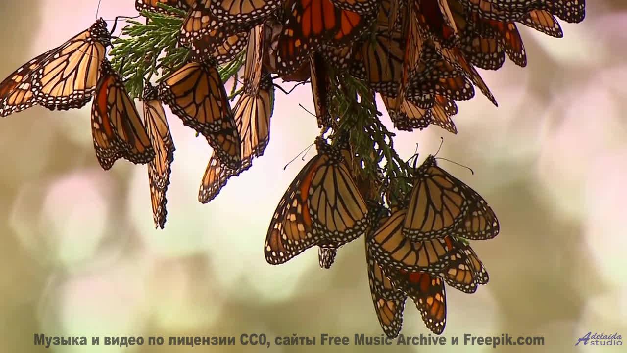 Мелодия заставляет смотреть на природу заново - Sunnyside -- Ketsa -- Bedding