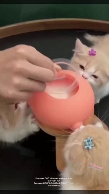 Приспособление для кормление щеночков и котят