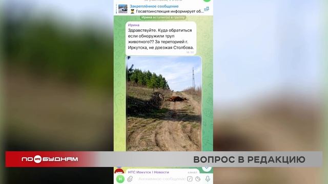 Труп лошади уже больше суток лежит на дороге под Иркутском