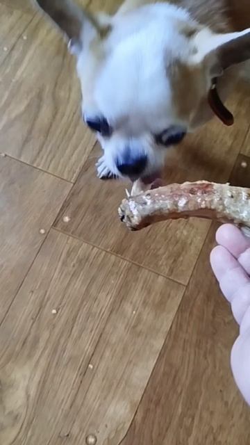 У Сени большая и вкусная кость 😁