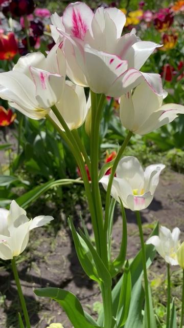 Тюльпан многоцветковый Флеминг Клаб #цветы #растения #садиогород
