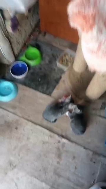 VID-20250515-WA0006.mp4