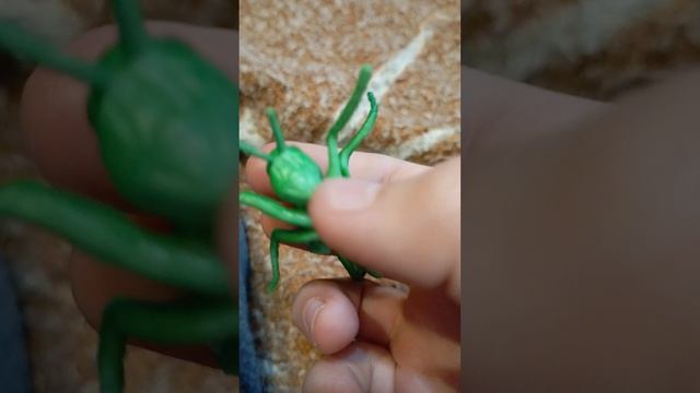 немного о кузнечиках