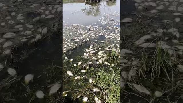 1000006064.mp4